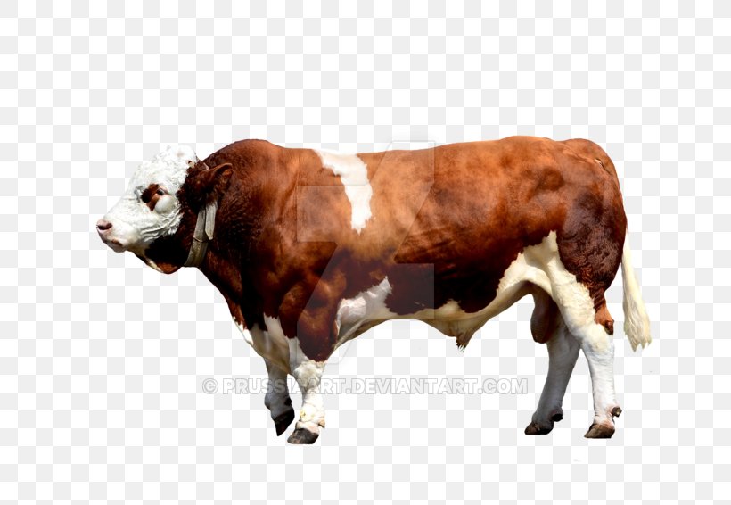Brahman Cattle Calf Ox Bull, PNG, 800x566px, Brahman Cattle, Blog, Bull, Calf, Cattle Download Free
