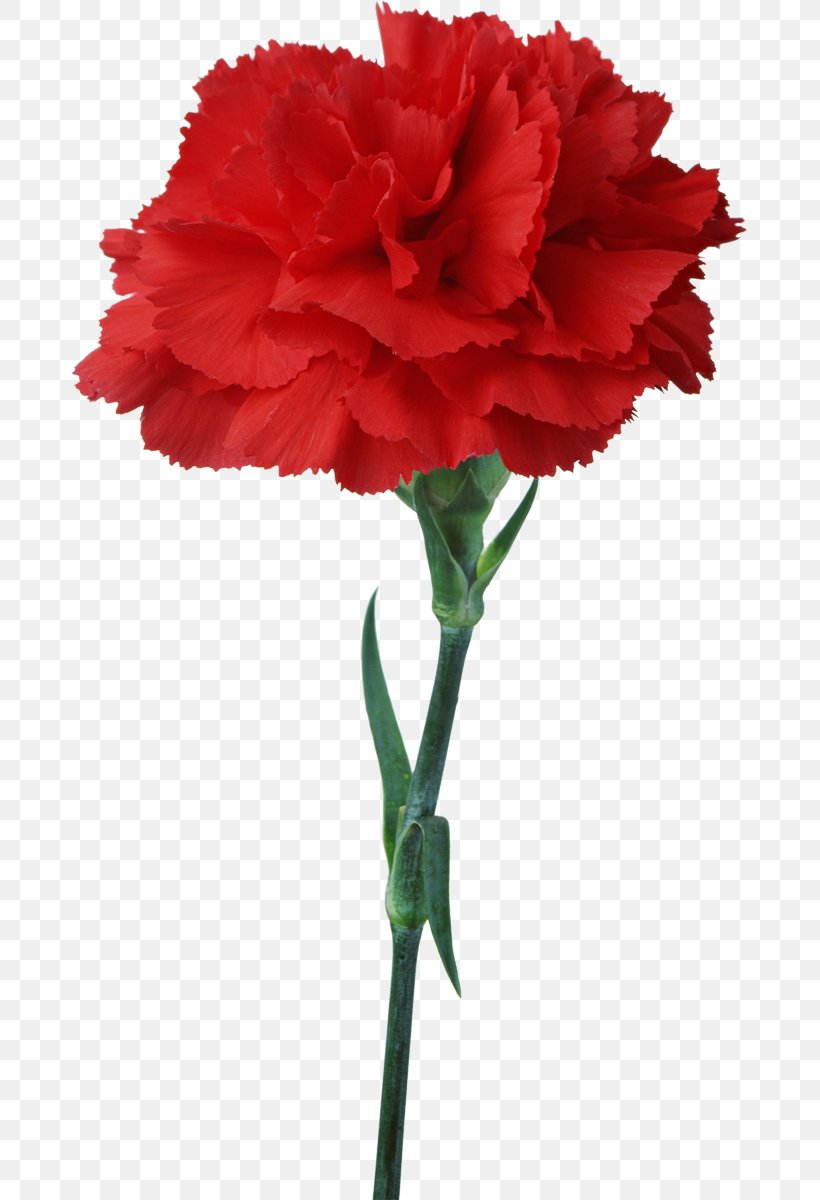 Carnation Flower Floristry Red Clip Art, PNG, 675x1200px, Carnation, Artificial Flower, Birth Flower, Blue, Color Download Free
