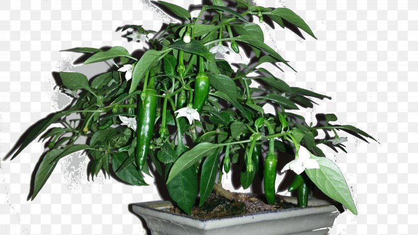Cayenne Pepper Chili Pepper Fatalii Padrón Peppers Bonsai Styles, PNG, 3264x1836px, Cayenne Pepper, Bonsai, Bonsai Styles, Capsicum Annuum, Chili Pepper Download Free