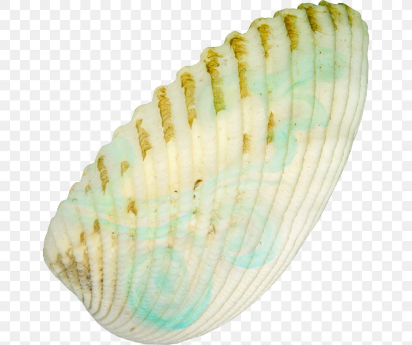 Clam Seashell Castle Conchology Clip Art, PNG, 650x687px, Clam, Candle, Castle, Clams Oysters Mussels And Scallops, Cockle Download Free