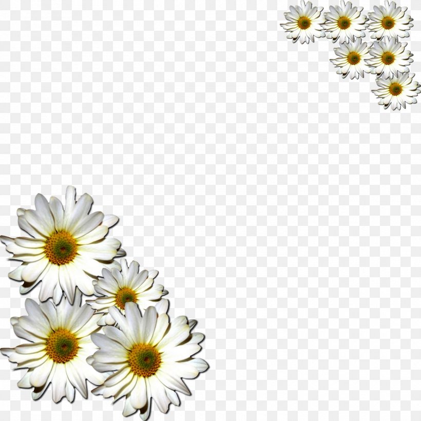 Flower Common Daisy, PNG, 1500x1500px, Flower, Chamaemelum Nobile, Chrysanths, Common Daisy, Cut Flowers Download Free