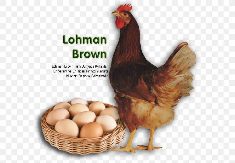 ISA Brown Lohmann Brown Sussex Chicken Leghorn Chicken Egg, PNG, 585x569px, Isa Brown, Chicken, Chicken As Food, Chicken Coop, Chicken Egg Download Free