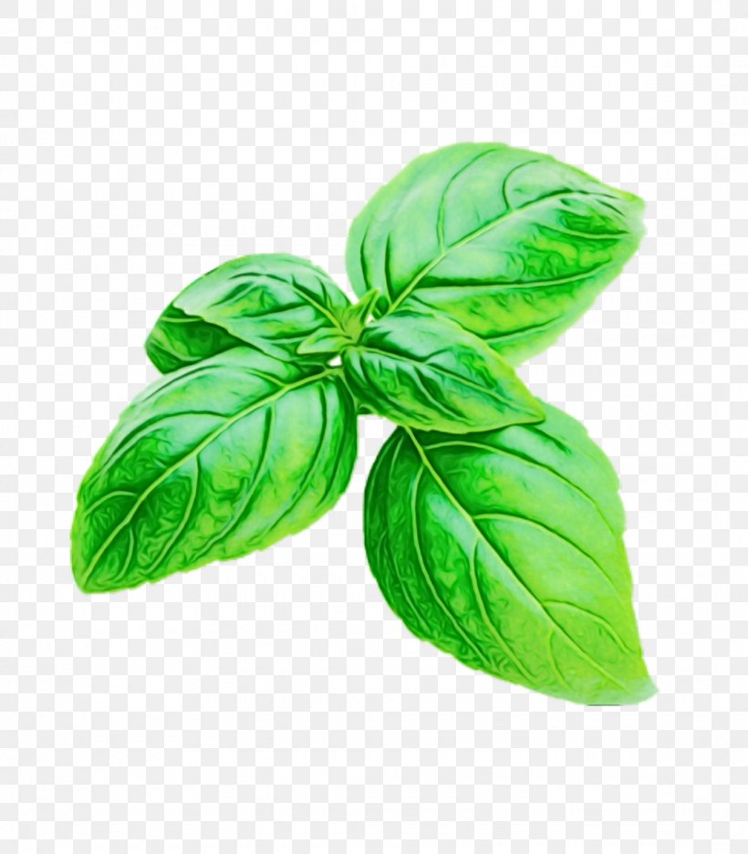 Leaf Green Basil Plant Flower, PNG, 1080x1233px, Watercolor, Basil, Flower, Food, Green Download Free