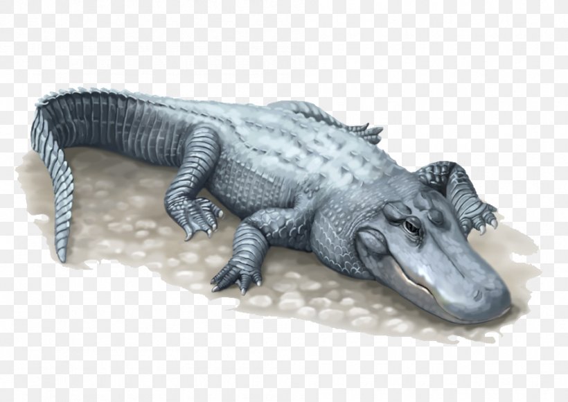 Nile Crocodile American Alligator Chinese Alligator, PNG, 950x672px, Crocodile, Alligator, Alligatorinae, Alligators, American Alligator Download Free