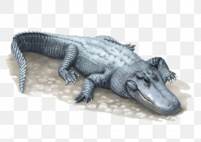 Cartoon Chinese Alligator - Nile Crocodile American Alligator Chinese Alligator PNG