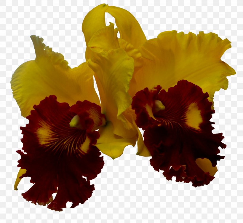 Cattleya Orchids Art Photographer Violet, PNG, 3759x3450px, Cattleya Orchids, Art, Cattleya, Family, Flower Download Free