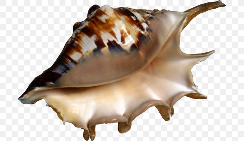 Conch Seashell Laevistrombus Canarium Clip Art, PNG, 699x474px, Conch, Computer Software, Digital Image, Image File Formats, Image Resolution Download Free