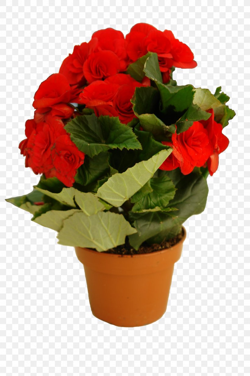 Cut Flowers Houseplant Artificial Flower Orchids, PNG, 1440x2160px, Flower, Annual Plant, Artificial Flower, Begonia, Begonia Family Download Free