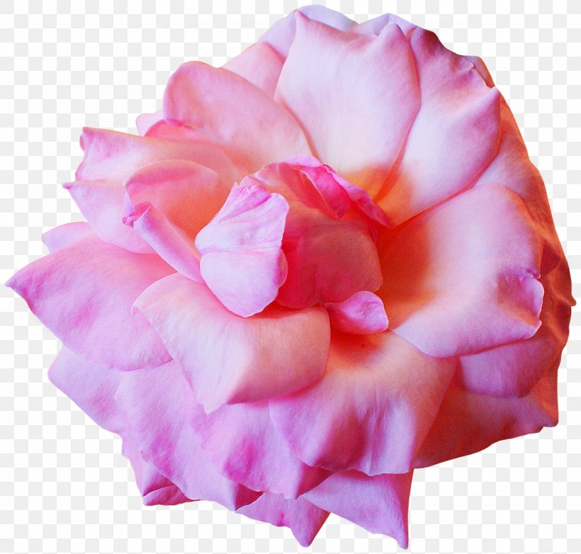 Cut Flowers, PNG, 1280x1222px, Flower, Cut Flowers, Floral Design, Floribunda, Flowering Plant Download Free