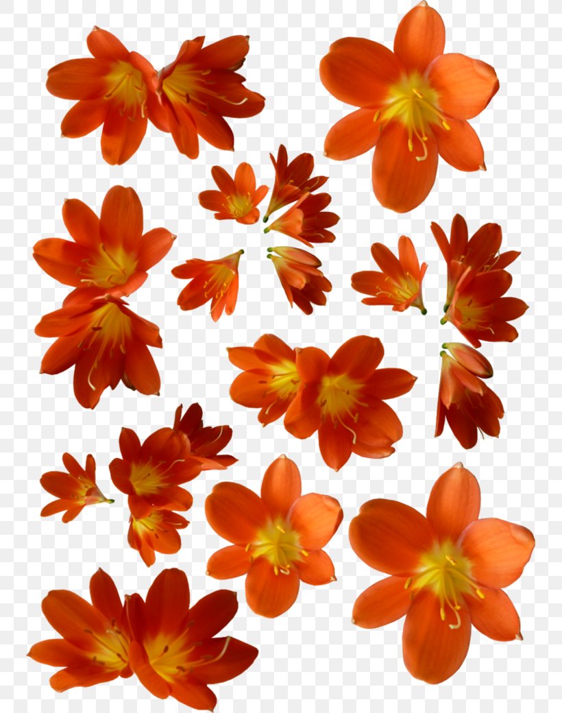 Flower Orange Petal, PNG, 743x1040px, Flower, Annual Plant, Color, Cut Flowers, Deviantart Download Free