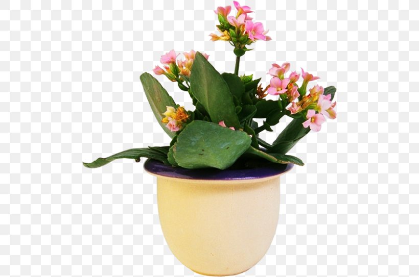 Houseplant Flowerpot Ornamental Plant, PNG, 500x543px, Houseplant, Bonsai, Cactaceae, Digital Image, Fig Trees Download Free
