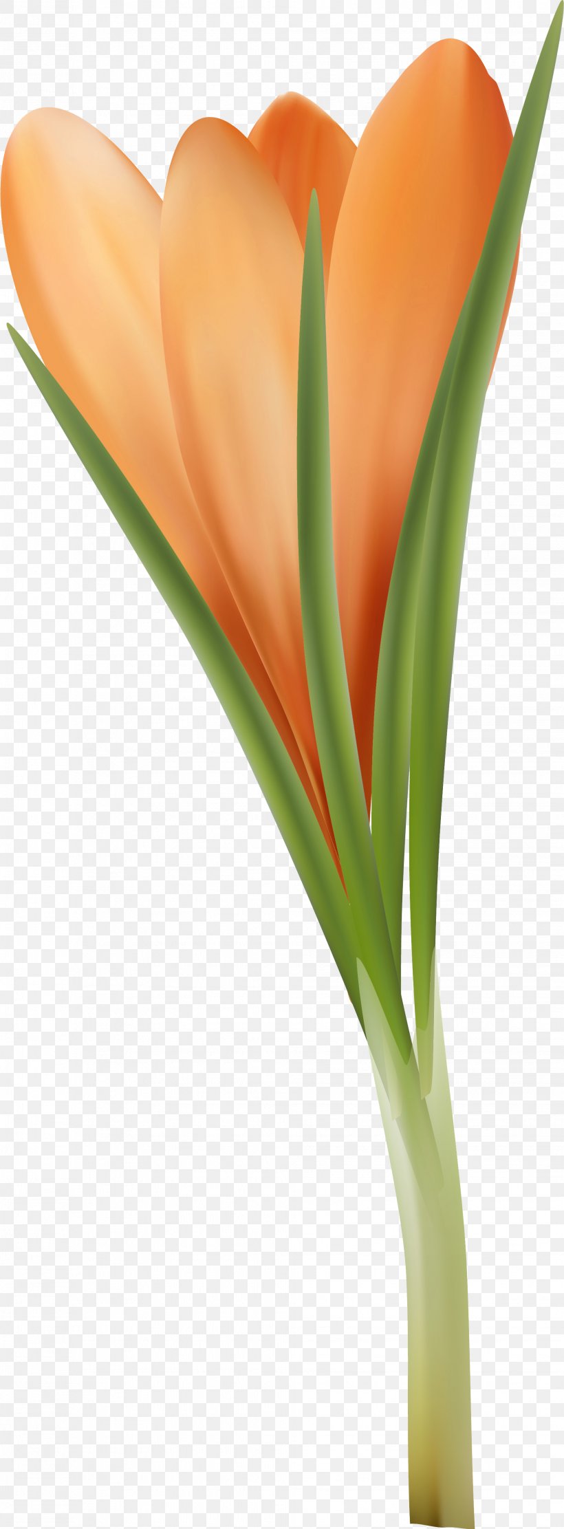 Tulip Orange Flower Red Clip Art, PNG, 1961x5317px, Tulip, Blue, Blue Rose, Close Up, Color Download Free