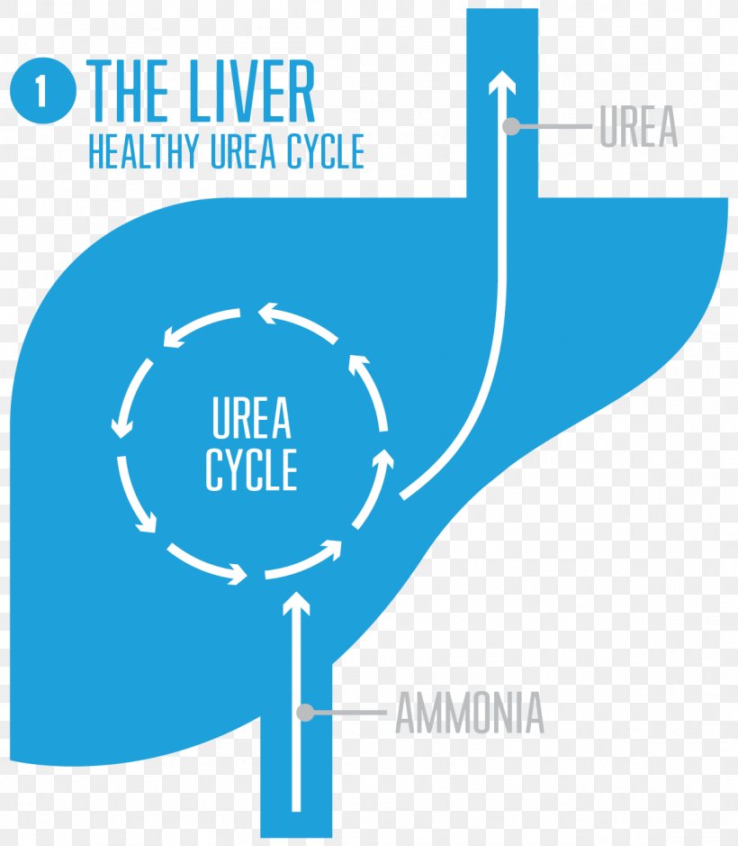 Urea Cycle Disorder Liver Carbamoyl Phosphate Synthetase I, PNG, 1162x1332px, Urea Cycle, Amino Acid, Ammonia, Area, Brand Download Free