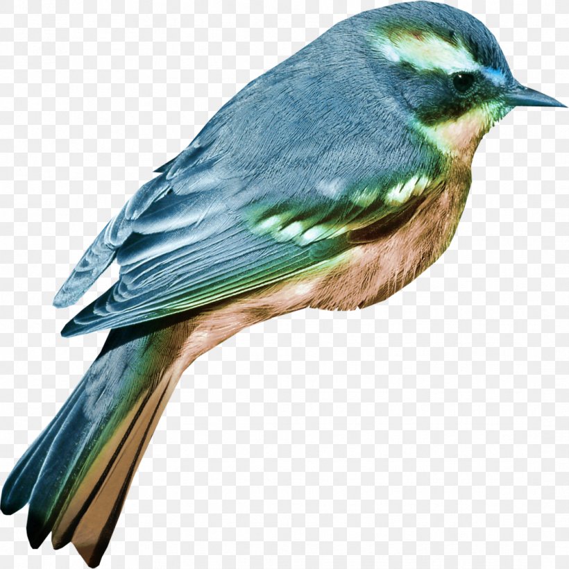 Bird Clip Art, PNG, 1082x1082px, Bird, Beak, Bluebird, Emberizidae, Fauna Download Free