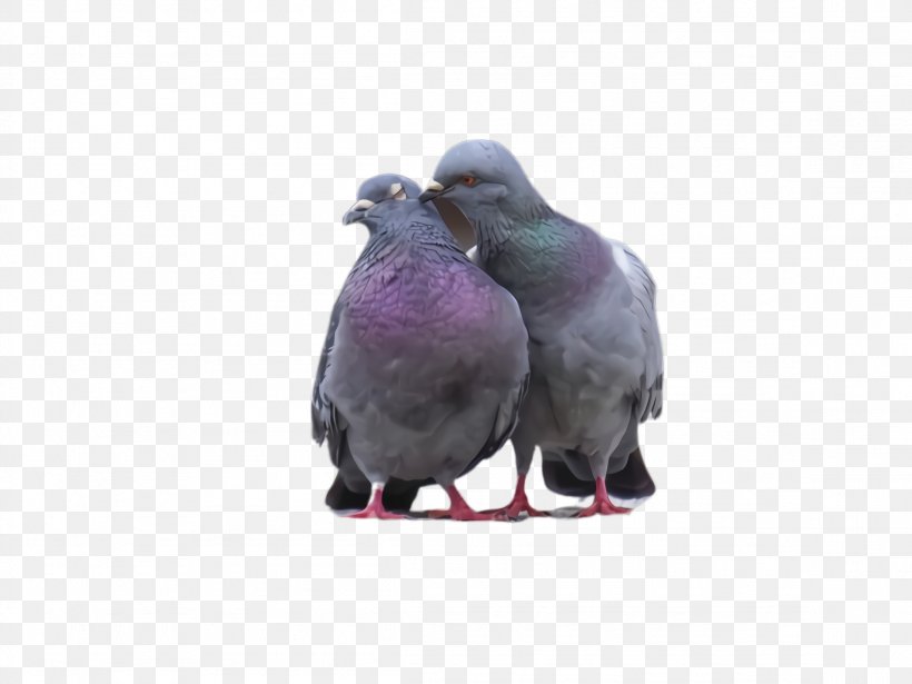 Dove Bird, PNG, 2308x1732px, Pigeon, Beak, Bird, Dove, Feather Download Free