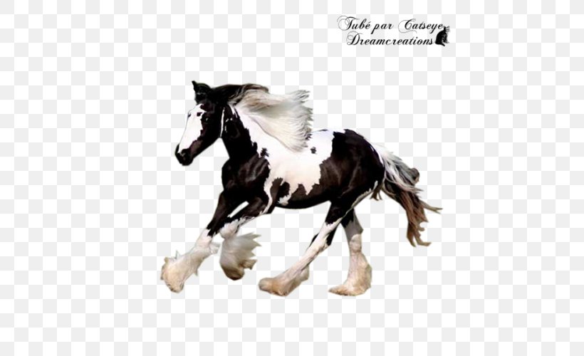 Stallion Mustang Gypsy Horse Pony Mare, PNG, 600x500px, Stallion, Animal Figure, Bridle, Gypsy Horse, Halter Download Free