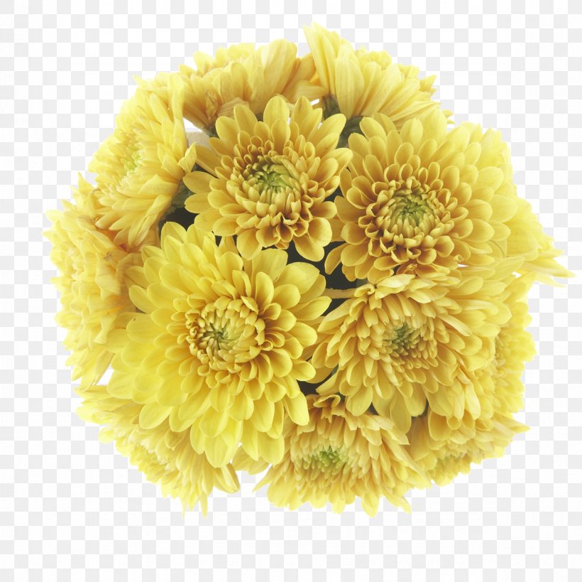 Buk District OPEN Chrysanthemum Transvaal Daisy Clip Art, PNG, 1181x1181px, Buk District, Blog, Chrysanthemum, Chrysanths, Cut Flowers Download Free