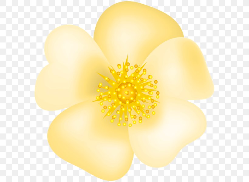 Flower Gargamel Clip Art, PNG, 599x600px, Flower, Blossom, Close Up, Flowering Plant, Gargamel Download Free