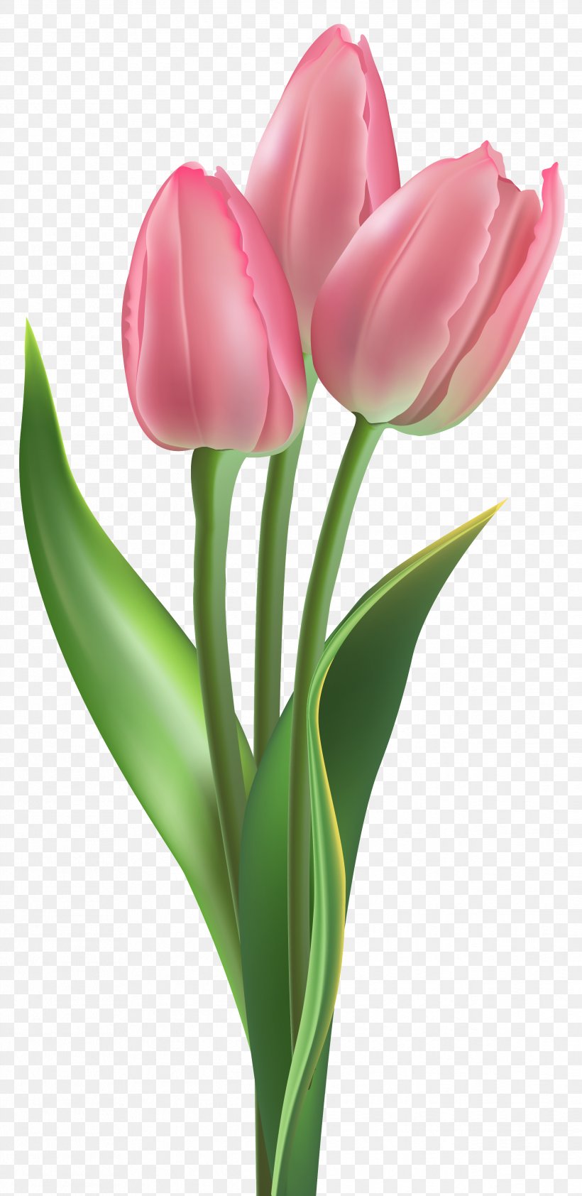 Tulip Flower Pink Clip Art, PNG, 2484x5102px, Flower, Art, Bud, Cut Flowers, Floral Design Download Free