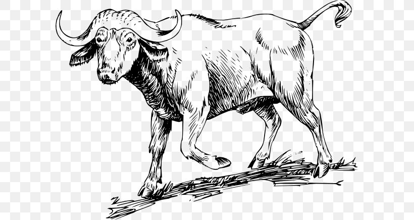 Water Buffalo American Bison Coloring Book Ox African Buffalo, PNG, 600x435px, Water Buffalo, African Buffalo, American Bison, Animal, Art Download Free