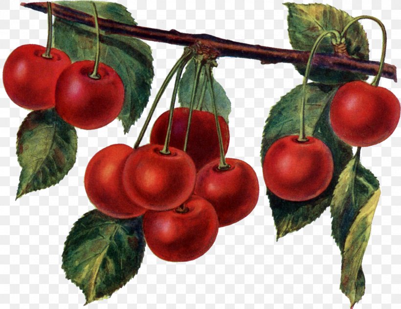 Cherry Pie Maraschino Cherry Sour Cherry, PNG, 1494x1151px, Cherry Pie, Apple, Art, Berry, Bing Cherry Download Free