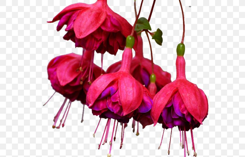 Cut Flowers Pink M Plant Stem Petal RTV Pink, PNG, 700x525px, Cut Flowers, Evening Primrose Family, Flower, Flowering Plant, Fuchsia Download Free