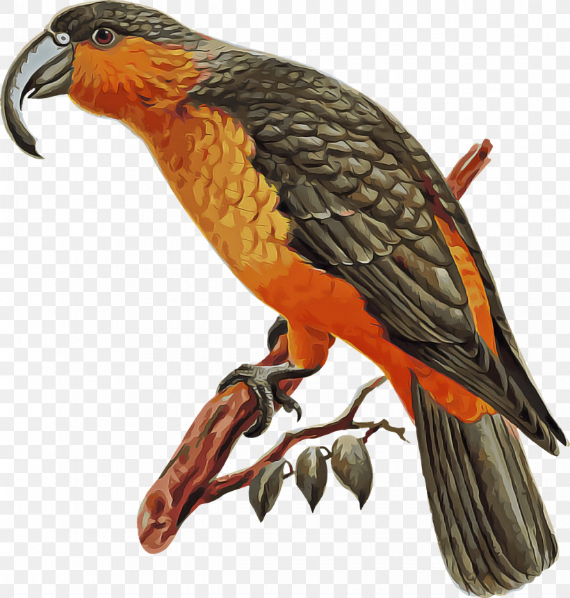 Feather, PNG, 1220x1280px, Bird Of Prey, Beak, Biology, Birds, Eagle Download Free