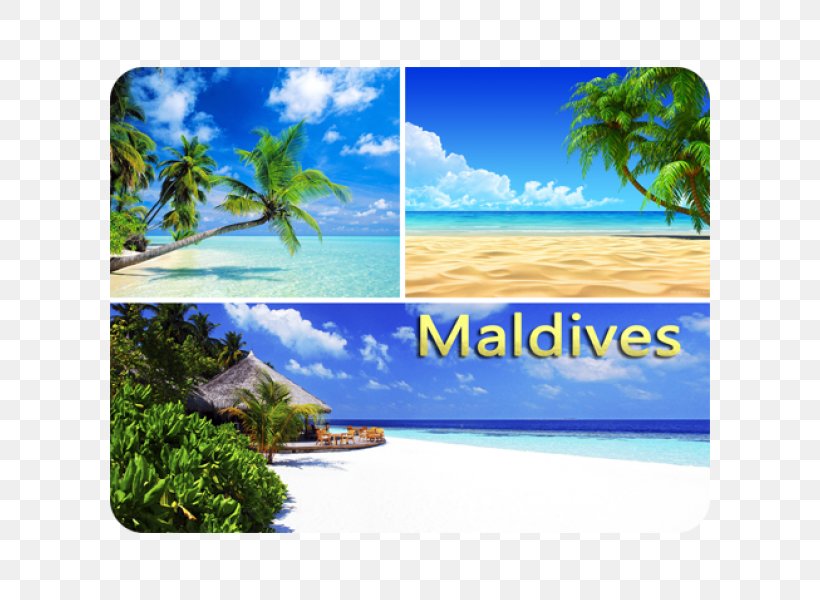 Havelock Island Arecaceae Landscape Maui Hotel, PNG, 600x600px, Havelock Island, Andaman And Nicobar Islands, Arecaceae, Beach, Caribbean Download Free