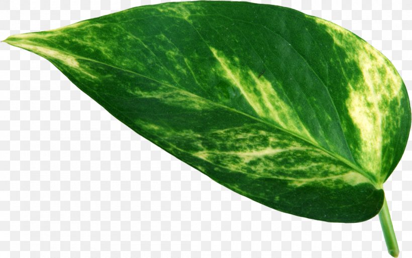 Leaf Swiss Cheese Plant Plant Leaves Stoma, PNG, 1100x690px, Leaf, Advertising, Green, Guzmania Lingulata, Photography Download Free