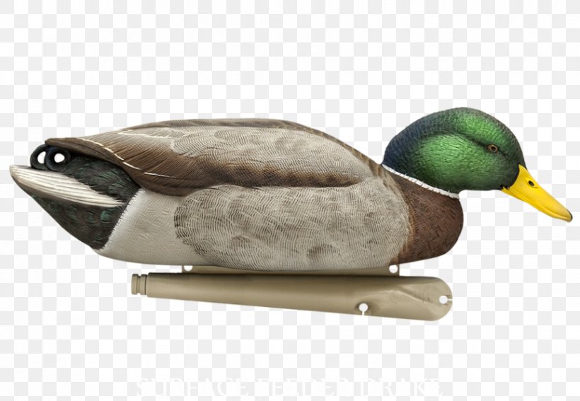 Mallard Duck Decoy Goose, PNG, 863x597px, Mallard, American Black Duck, Anatidae, Anseriformes, Beak Download Free