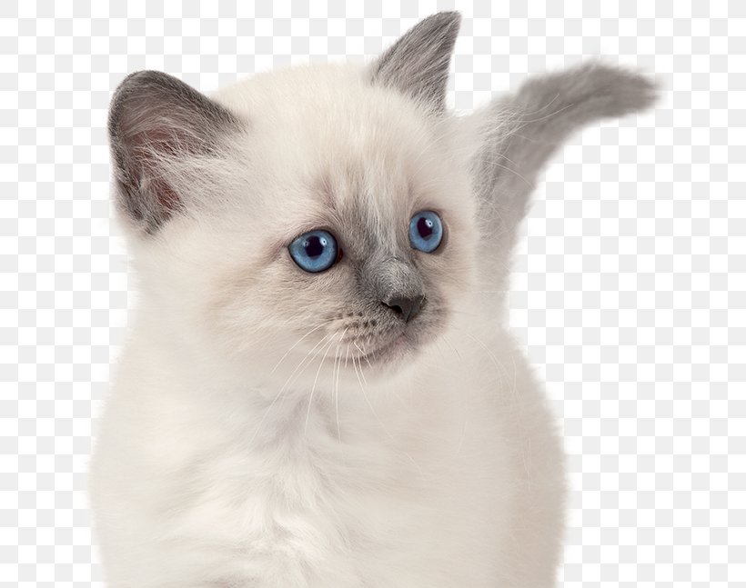 Siamese Cat Birman Kitten Thai Cat Balinese Cat, PNG, 649x647px, Siamese Cat, Animal, Balinese, Balinese Cat, Birman Download Free