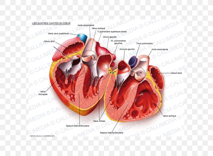 Heart Human Anatomy Body Cavity Circulatory System, PNG, 600x600px, Watercolor, Cartoon, Flower, Frame, Heart Download Free
