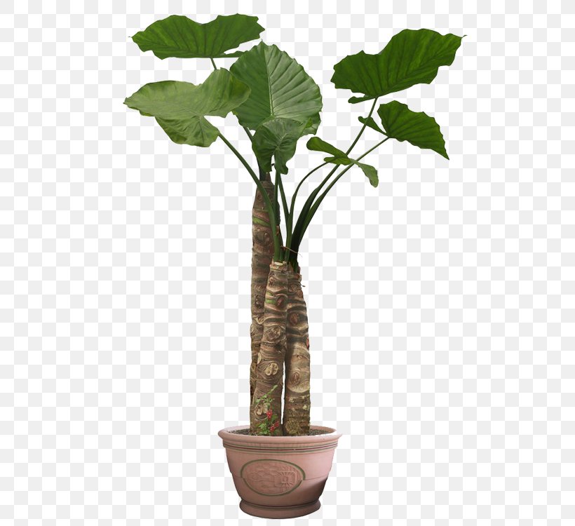 Houseplant Stock Photography Flowerpot Image Illustration, PNG, 750x750px, Houseplant, Anthurium, Botany, Devils Ivy, Flower Download Free