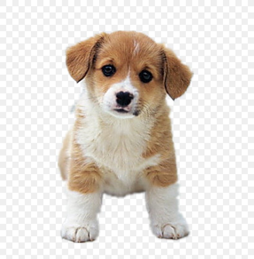 Beagle Golden Retriever Dalmatian Dog Siberian Husky Labrador Retriever, PNG, 625x833px, Beagle, Cardigan Welsh Corgi, Carnivoran, Companion Dog, Cuteness Download Free
