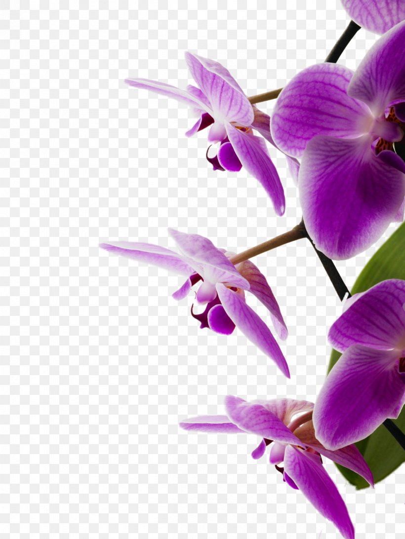 Bedroom Orchids Violet Flower, PNG, 1201x1600px, Bedroom, Cattleya, Cheap, Color, Cut Flowers Download Free