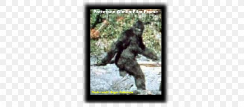 Bigfoot United States Ape Cryptozoology Legendary Creature, PNG, 910x400px, Bigfoot, Ape, Cryptozoology, Fauna, Finding Bigfoot Download Free