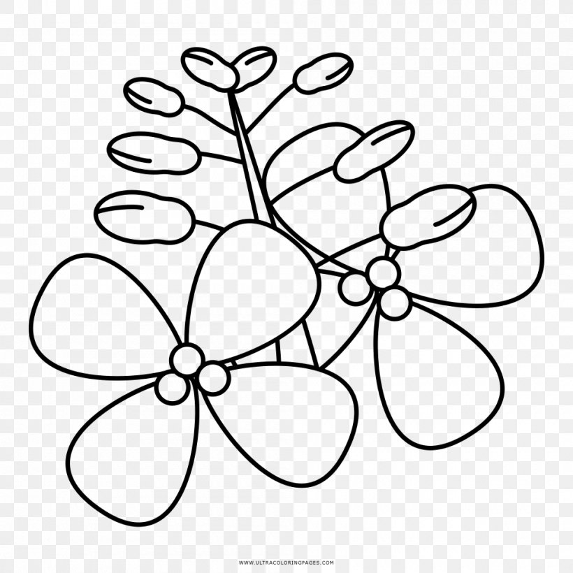 Drawing Coloring Book Rapeseed Petal Ausmalbild, PNG, 1000x1000px, Drawing, Area, Ausmalbild, Black And White, Branch Download Free