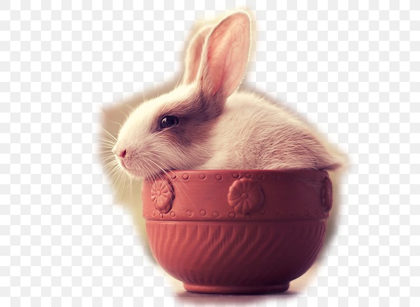 Holland Lop Netherland Dwarf Rabbit Bunnies & Rabbits Leporids Bunnies And Rabbits, PNG, 600x600px, Holland Lop, Animal, Bunnies And Rabbits, Bunnies Rabbits, Cute Overload Download Free