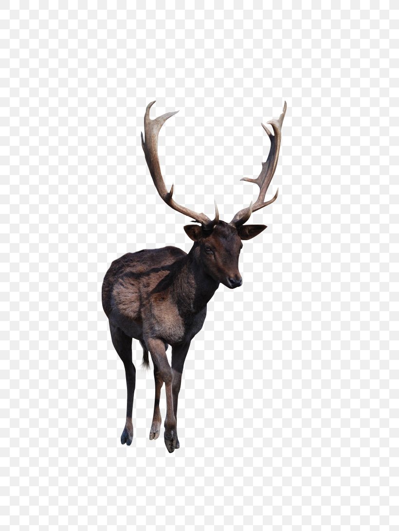 Reindeer Elk Red Deer Antler, PNG, 731x1092px, Reindeer, Antler, Deer, Elk, Fauna Download Free