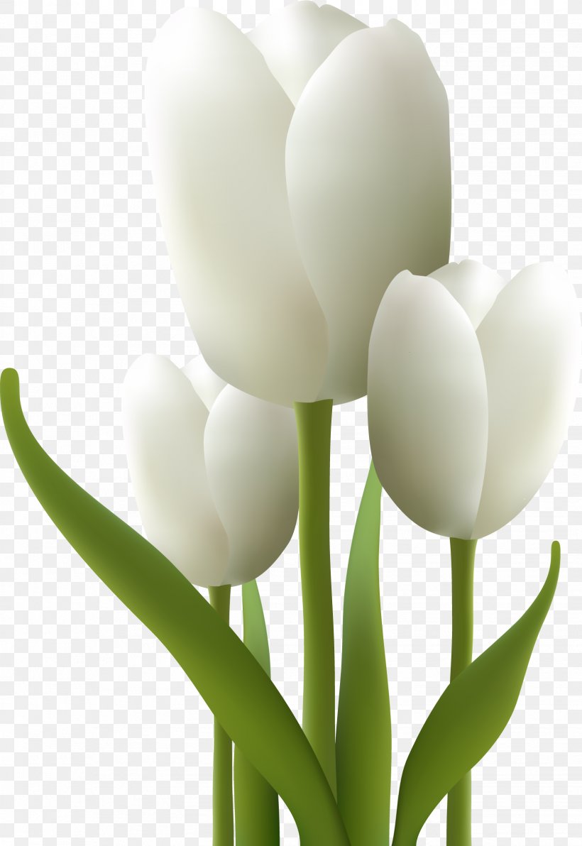 Tulip, PNG, 1626x2364px, Tulip, Close Up, Cut Flowers, Flower, Flowering Plant Download Free