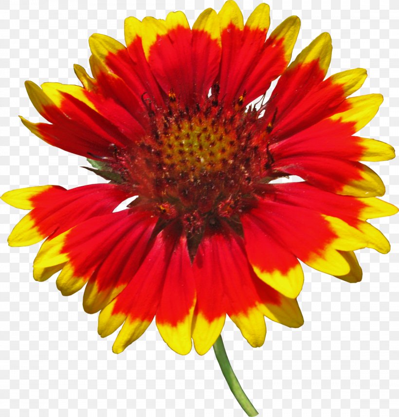 Blanket Flowers Cut Flowers Common Sunflower Download, PNG, 1148x1200px, 2017, Blanket Flowers, Annual Plant, Aster, Blanket Download Free