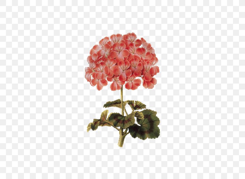 Botanical Illustration Flower Image Herbal Distillate, PNG, 600x600px, Botanical Illustration, Aromatherapy, Art, Digital Art, Digital Image Download Free