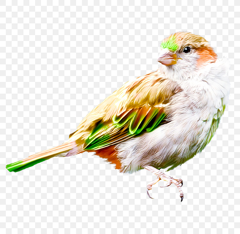 Feather, PNG, 800x800px, House Sparrow, Beak, Biology, Birds, Feather Download Free