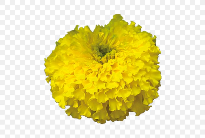 Mexican Marigold Cut Flowers Zandu Realty, PNG, 500x554px, Mexican Marigold, Annual Plant, Calendula, Chrysanths, Cut Flowers Download Free