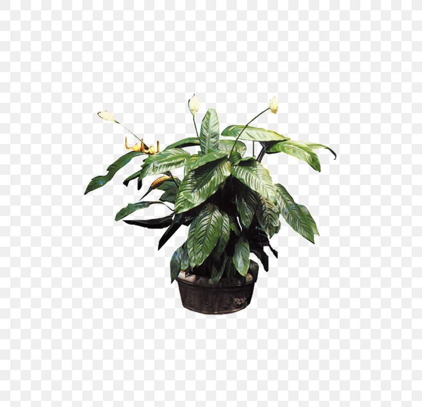 Plant Bonsai Flowerpot Tree, PNG, 501x792px, Plant, Anthurium Andraeanum, Bedroom, Bonsai, Fiddleleaf Fig Download Free