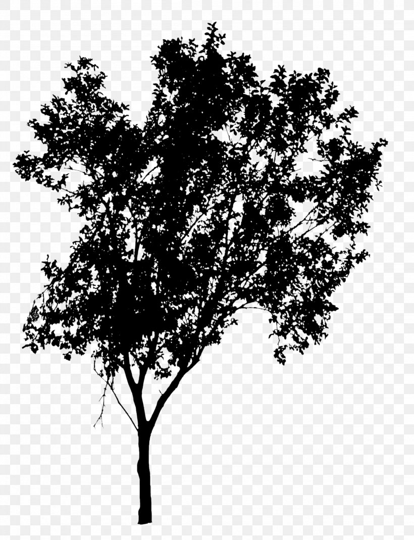 Silhouette Image Vector Graphics Clip Art Photograph, PNG, 2304x3004px, Silhouette, Blackandwhite, Branch, Leaf, Oak Download Free