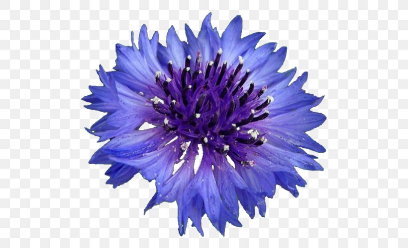 Cornflower Royalty-free Stock Photography, PNG, 500x500px, Cornflower, Aster, Blue, Cut Flowers, Cyanus Download Free