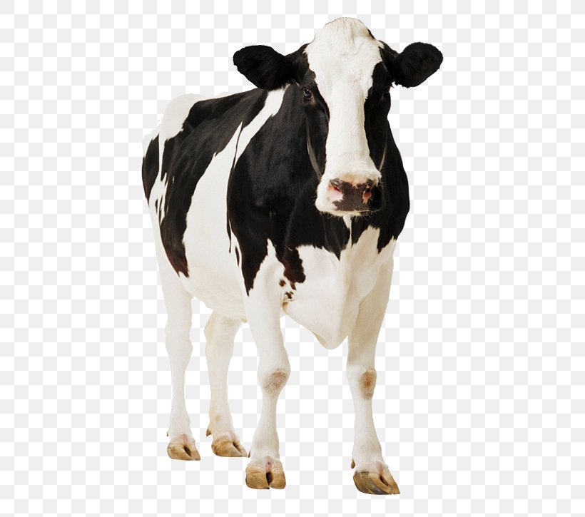 Holstein Friesian Cattle Standee Cardboard Poster Paperboard, PNG, 680x725px, Holstein Friesian Cattle, Calf, Cardboard, Cattle, Cattle Like Mammal Download Free