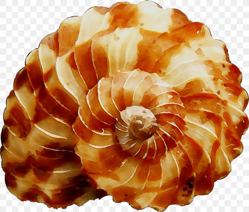 Nautiluses Seashell Conchology, PNG, 1213x1035px, Nautiluses, Ammonoidea, Conch, Conchology, Natural Material Download Free
