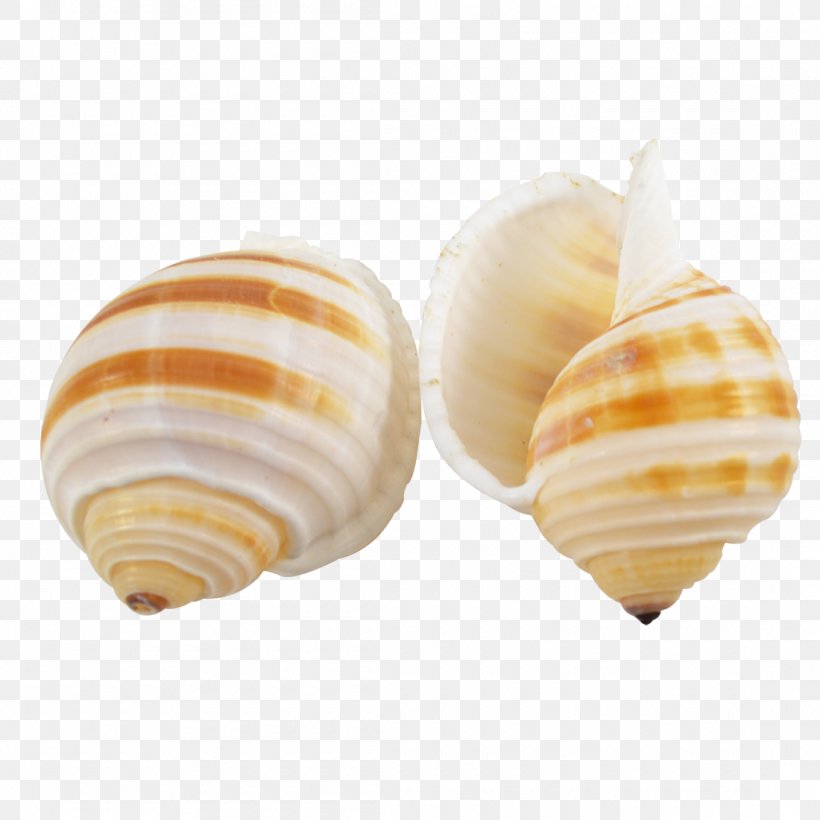 Seashell Clam Conchology Sea Snail Tonna Sulcosa, PNG, 1100x1100px, Seashell, Baltic Clam, Beach, Clam, Clams Oysters Mussels And Scallops Download Free